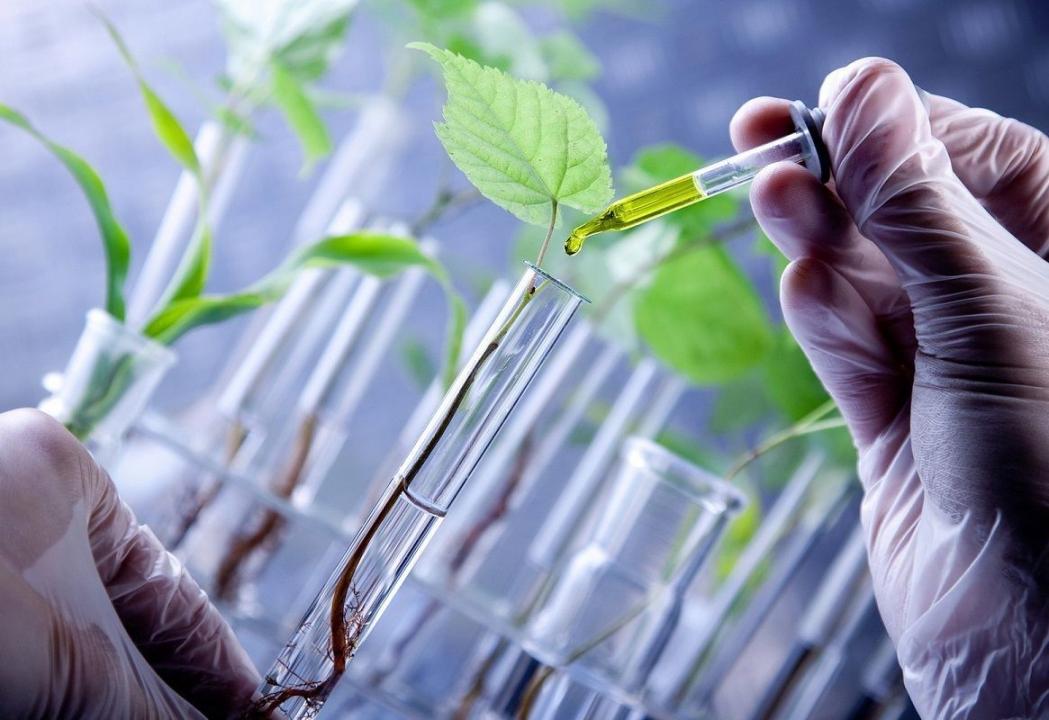 Plant-Based Research(Source: Internet Collection)